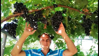 Виноград Ромбик. Сезон 2021 (Rhombic grapes. Season 2021)