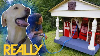 Hero Dog ‘Lookback’ Get His Own Custom-Built Doghouse! | Pit Bulls & Parolees