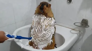 marmot bath time with dry foam