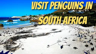 Boulders Penguin Colony Full Walking Tour - Cape Town, South Africa