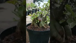 Adenium Arabicum Godji - Роза пустыни Бонсай - Rosa Do Deserto