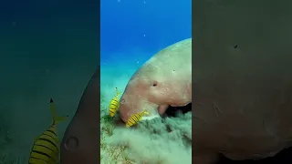 Dugong (Sea Cow) in Marsa Alam