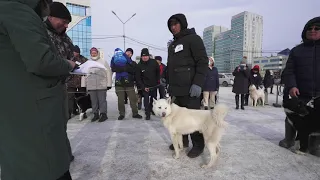 Восточно-сибирские лайки. Республиканская выставка охотничьих лаек «Лайки Якутии 2021»