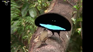 Birds-of-Paradise Project