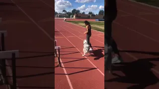 Playful Dog Comes in Way as Owner Does Track Training - 1097357-3