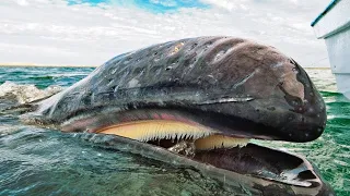 15 Wale, von denen Du nicht glaubst, dass sie existieren