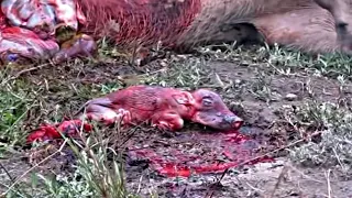 LOIN EATING PREGNANT WARTHOG