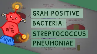 Gram Positive Bacteria: Streptococcus pneumoniae