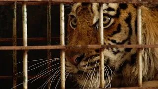 Тигр из Feldman Экопарк эвакуирован в Днепр