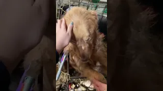 The dog burst into tears when he was helped after many days of being abandoned