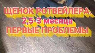 ЩЕНОК РОТВЕЙЛЕРА 2,5-3 МЕСЯЦА. Первые проблемы.