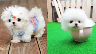 Cutest Teacup Puppies Video Compilation || Funny and Cute Dog #3