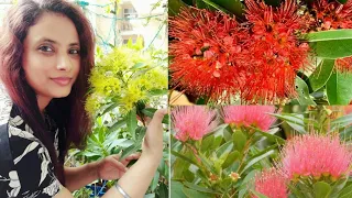 Care of First Love Flower Plants | Xanthostemon Chrysanthus | Golden Penda care and tips|