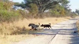 Hyena instantly regrets trying to steal from wild dogs