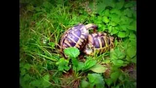 Turtles get intimate. Funny sound