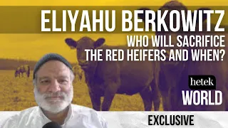 The Red Heifers: Who Will Sacrifice Them and When? - Rabbi Eliyahu Berkowitz Explains