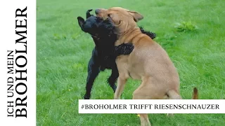 Broholmer trifft Riesenschnauzer | Heppiness Blog