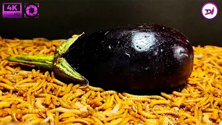 10000 mealworms eating eggplant/mealworm[4k]