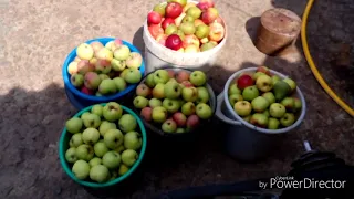 Давим яблочный сок. Очень быстрый и производительный способ. DIY electric apple crusher .