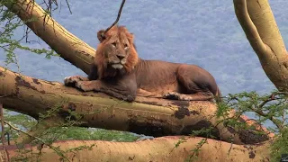 Savannensafari | Jeder Tag ist ein Abenteuer | Tierwelt Dokumentarfilm