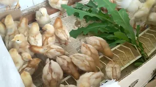 Цыплята и Молочай. Необычная реакция птиц!       Chickens and Euphorbia. Unusual reaction of birds!