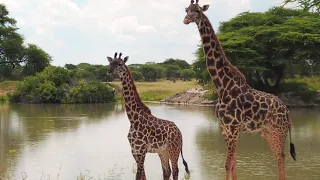 Tanzania, safary. National parks Tarangire and Ngorongoro