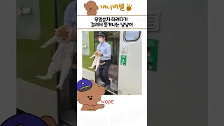 심쿵사 가능한 귀여운 동물 모음 54탄