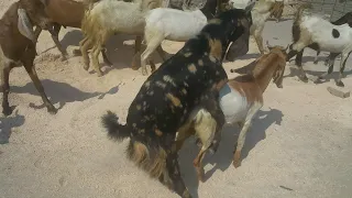 goat meeting love