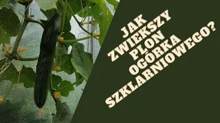 Jak zwiększyć plon ogórka szklarniowego?Jak obrywać ogórki?Co zrobić żeby kwiaty ogórka nie spadaly?