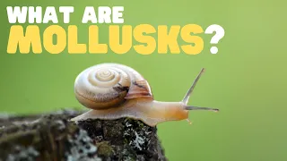 What Are Mollusks? | Learn all about these land and sea dwellers