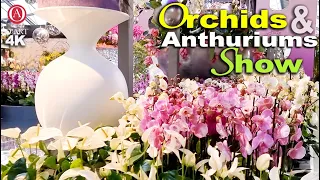 Keukenhof-Orchids & Anthurium Show at Beatrix Pavilion 2024- Holland, The Netherlands 🇳🇱