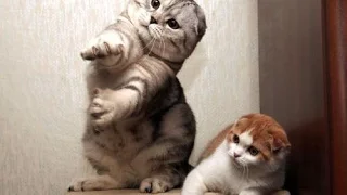 Cats dancing to music - funny cat dance compilation