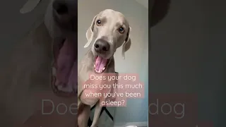 Weimaraner Excited To Start A New Day!