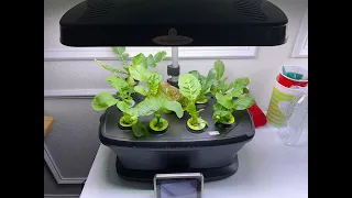 Growing Vegetable In The AeroGarden From Start To Finish and Harvest Many Times