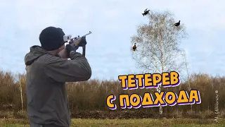 Охота на тетерева осенью с подхода. Подошёл на выстрел. Black grouse hunting