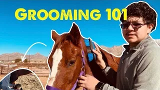 Everything you need to know about grooming a horse!