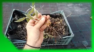 MAKE your own OLIVE PLANTS – Vegetative propagation of olive trees – SMART and EASY METHOD