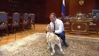 Дмитрий Медведев показал, как живет его щенок Айк