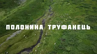 Дроб’єта чи вівці на Полонині Труфанець під горою Близниця