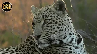 safariLIVE - Sunset Safari - August 04, 2019