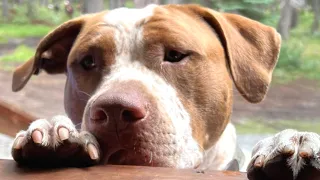 Guy didn't want a pit bull. Then his girlfriend adopted one.