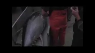 The largest Yellowfin Tuna ever caught on rod and reel!