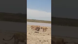 Lioness prey the baby Wildebeest