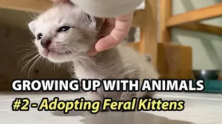 Growing Up with Animals #2 "Adopting Feral Kittens" Part 1