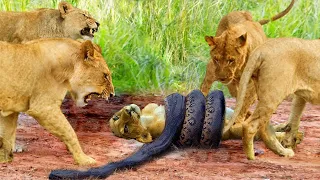 Mother Lion Cry In Pain Watching Her Cub Being Tortured By Python | Lions Attack Python To Save Cub