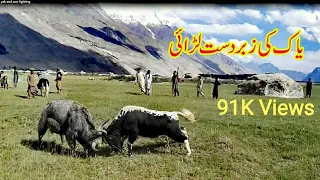 Yak and Zoo Fighting | An Interesting Video | Shooted at GHOROCHO Tissar | Yak Fighting