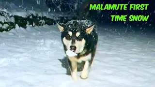 Alaskan Malamute Reacting to Snow for the First Time