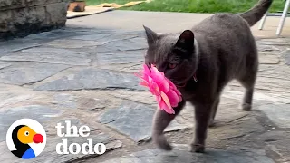 Cat Brings Her New Mom Flowers Every Single Day | The Dodo