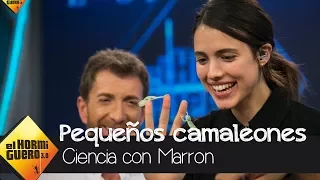 Marron conquista a Margaret Qualley con camaleones bebé - El Hormiguero 3.0