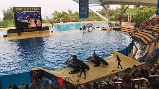 Loro Parque (Park) Tenerife 4k 2018 - ORCA SHOW
